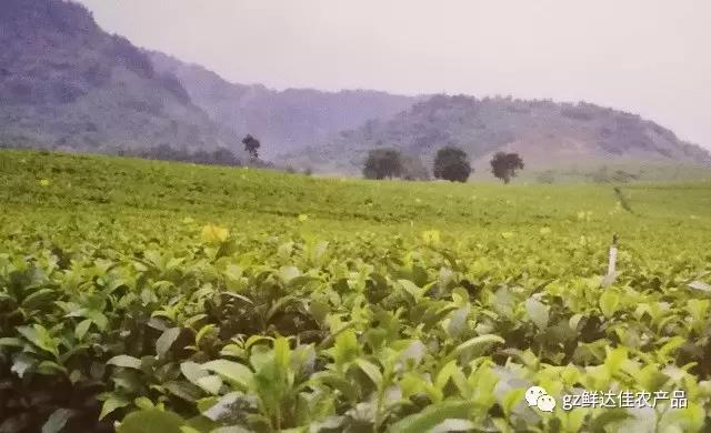 英德農業生產好色先生污视频